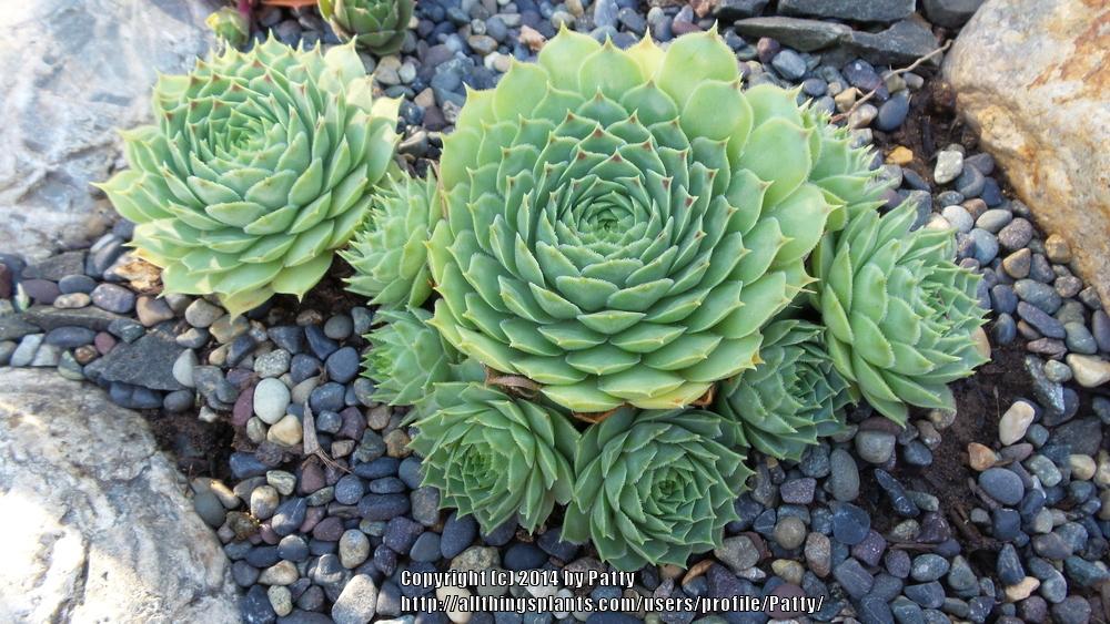 Photo of Hen-and-Chickens (Sempervivum calcareum 'Limelight') uploaded by Patty