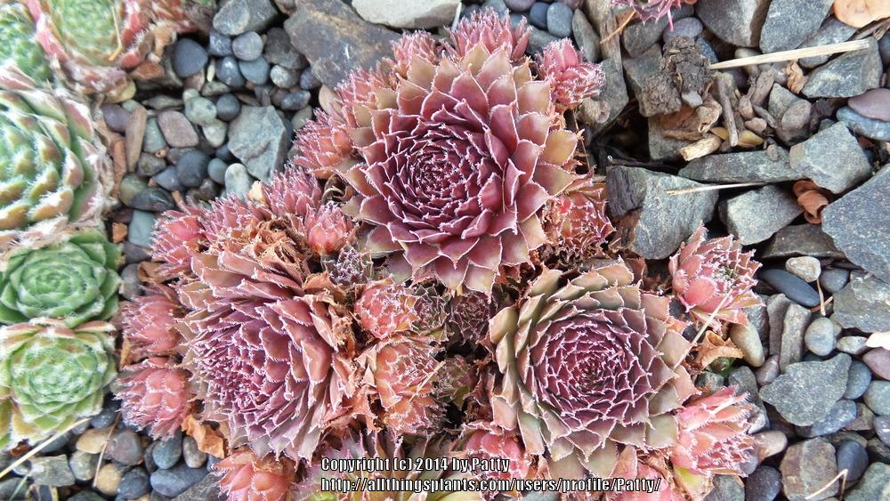 Photo of Hen and Chicks (Sempervivum 'Astrid') uploaded by Patty