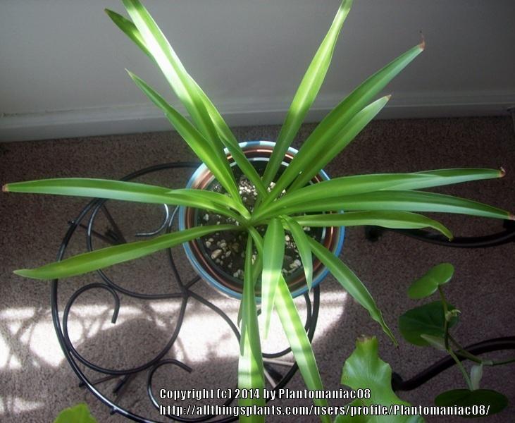 Photo of Spider Plant (Chlorophytum comosum) uploaded by Plantomaniac08