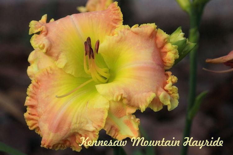 Photo of Daylily (Hemerocallis 'Kennesaw Mountain Hayride') uploaded by tommy71