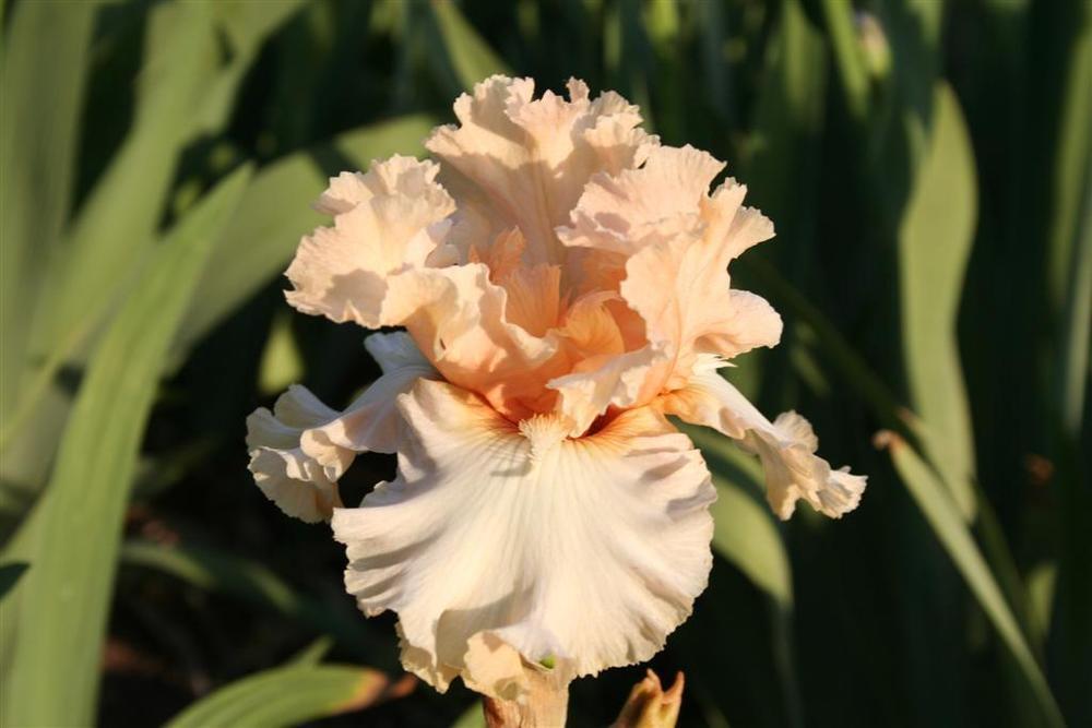Photo of Tall Bearded Iris (Iris 'Joyce Ragle') uploaded by KentPfeiffer