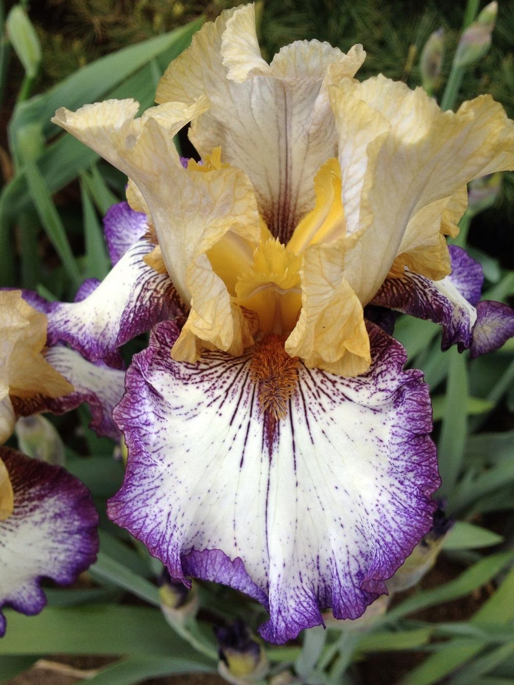 Photo of Tall Bearded Iris (Iris 'Chief John Jolly') uploaded by Njiris