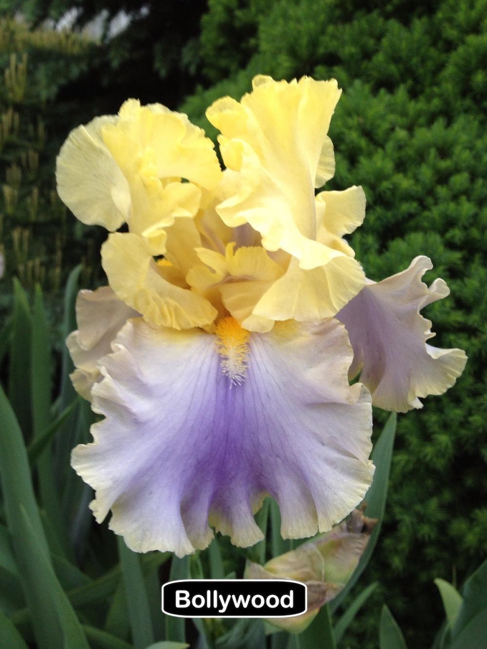 Photo of Tall Bearded Iris (Iris 'Bollywood') uploaded by Njiris