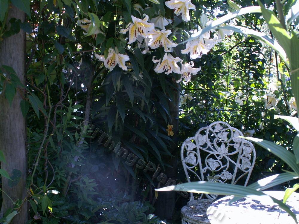 Photo of Lily (Lilium auratum var. platyphyllum) uploaded by bootandall