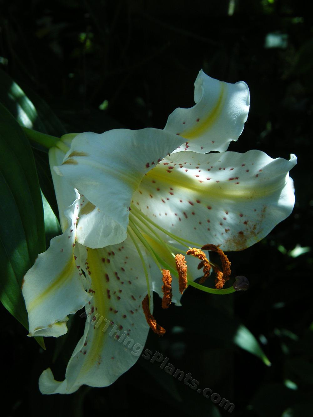 Photo of Lily (Lilium auratum var. platyphyllum) uploaded by bootandall