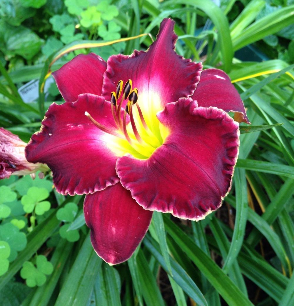 Photo of Daylily (Hemerocallis 'Francis of Assisi') uploaded by bxncbx