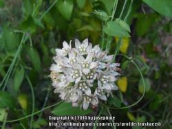 Thumb of 2014-09-12/frostweed/ac2e59