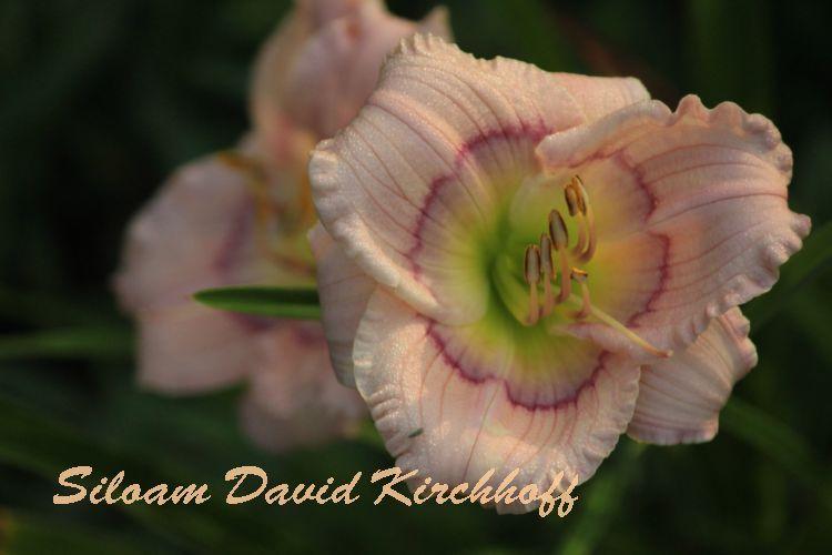 Photo of Daylily (Hemerocallis 'Siloam David Kirchhoff') uploaded by tommy71