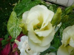 Thumb of 2014-09-13/Roses_R_Red/07f39f
