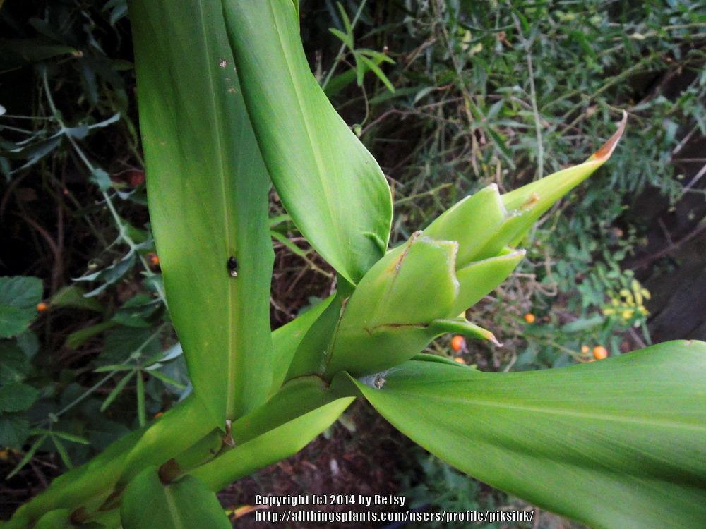 Photo of Butterfly Ginger (Hedychium coronarium) uploaded by piksihk