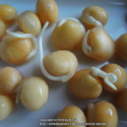 Location: my garden 
Date: 2014-09-09
These were soaked in water