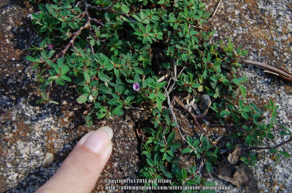 Photo of Japanese clover (Kummerowia striata) uploaded by purpleinopp