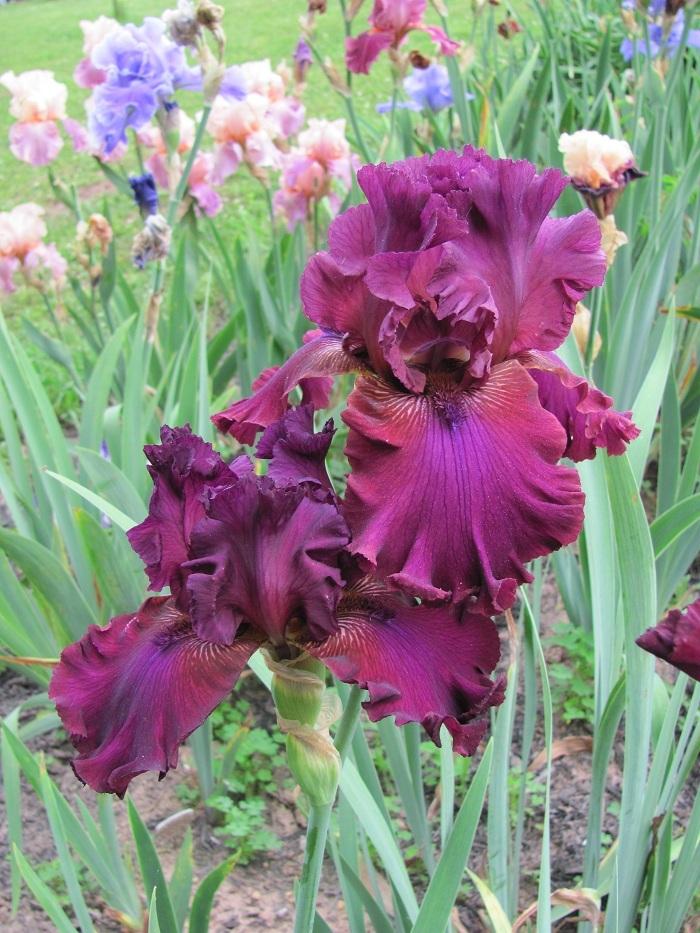 Photo of Tall Bearded Iris (Iris 'Palace Symphony') uploaded by starwoman