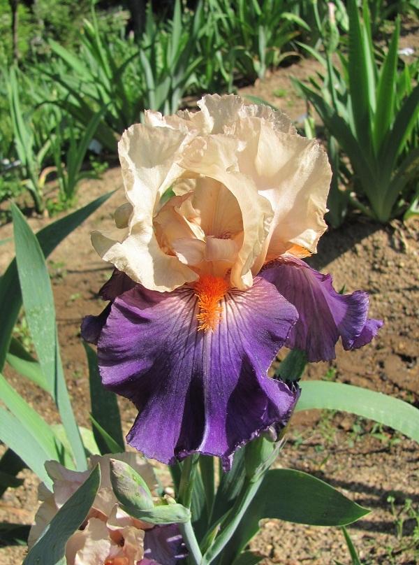 Photo of Tall Bearded Iris (Iris 'Syrian Hills') uploaded by starwoman