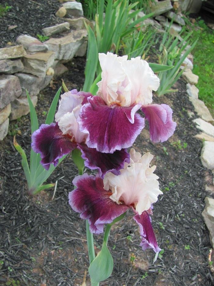 Photo of Tall Bearded Iris (Iris 'Sweet Seduction') uploaded by starwoman