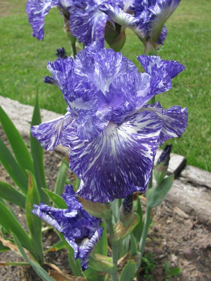 Photo of Tall Bearded Iris (Iris 'Shakin All Over') uploaded by starwoman