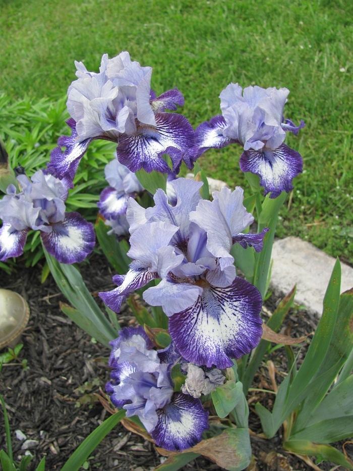Photo of Intermediate Bearded Iris (Iris 'Sailor') uploaded by starwoman