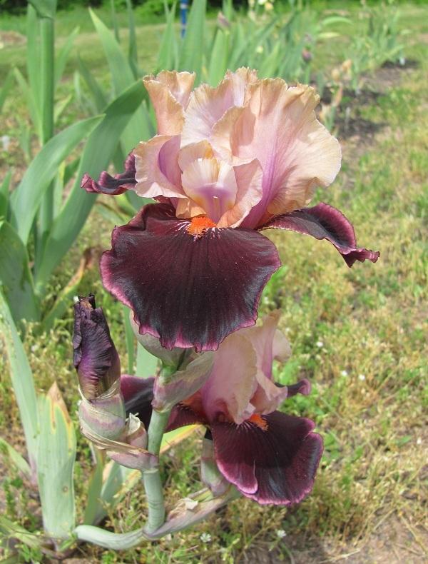 Photo of Tall Bearded Iris (Iris 'Pass the Wine') uploaded by starwoman
