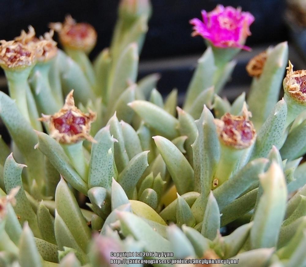 Photo of Creeping Shrubby Ice Plant (Ruschia pulvinaris) uploaded by valleylynn