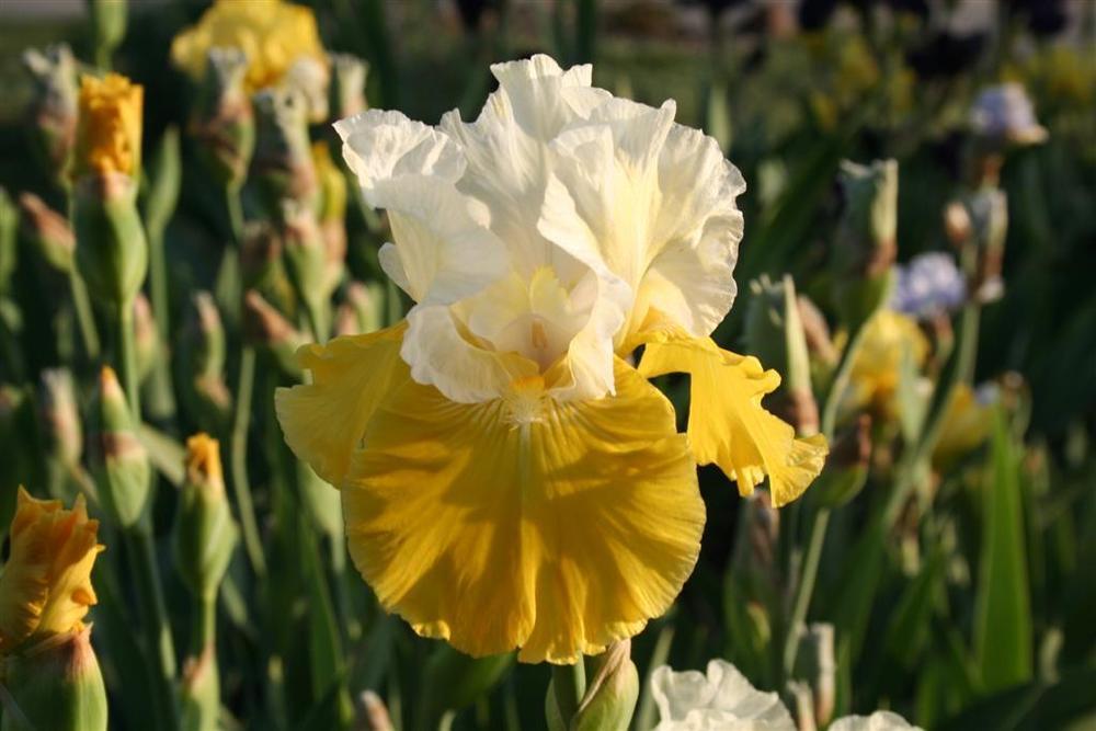 Photo of Tall Bearded Iris (Iris 'Lemon Cloud') uploaded by KentPfeiffer