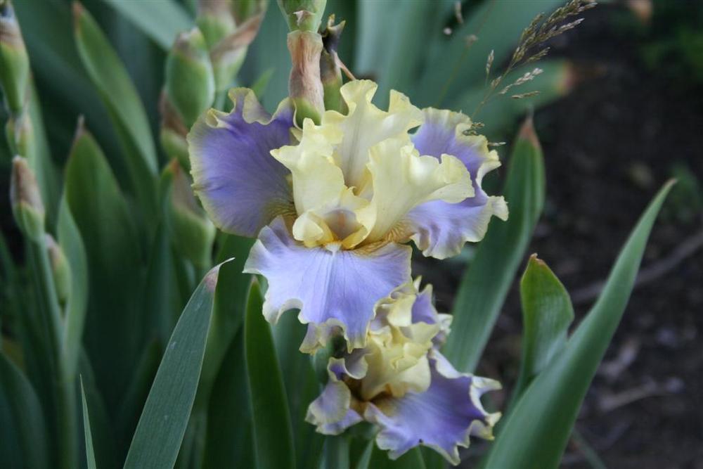 Photo of Tall Bearded Iris (Iris 'Kona Waves') uploaded by KentPfeiffer