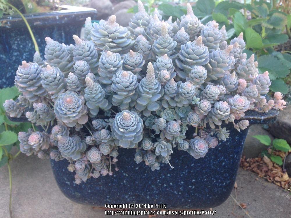 Photo of Dunce's Cap (Orostachys iwarenge) uploaded by Patty