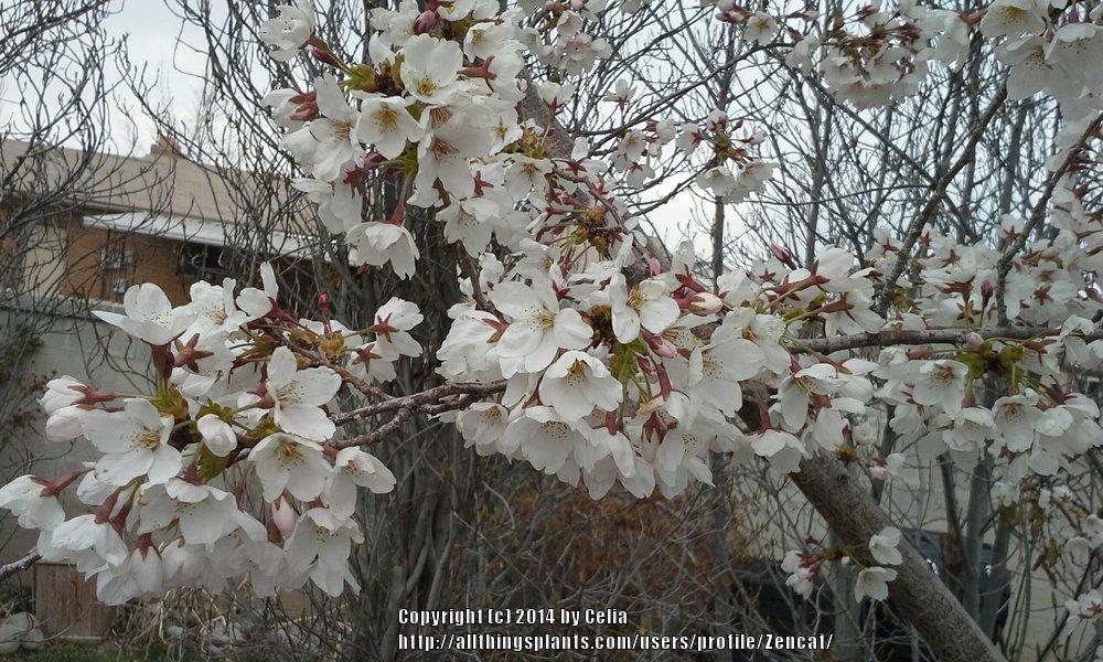 Photo of Yoshino Cherry (Prunus x yedoensis) uploaded by Zencat