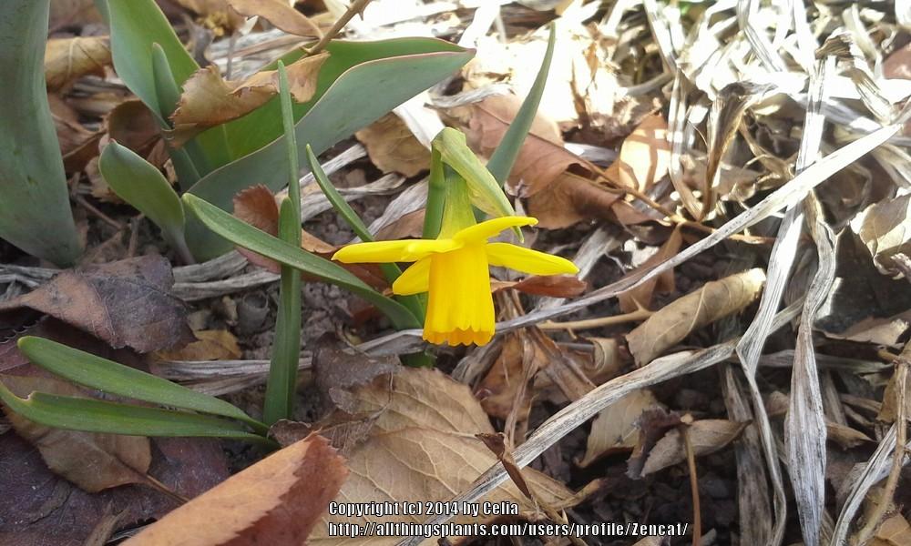 Photo of Daffodil (Narcissus 'Tete-a-Tete') uploaded by Zencat