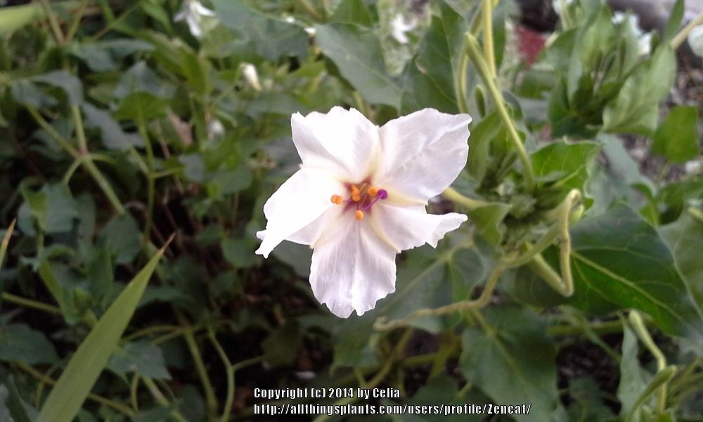 Photo of Sweet Four o'Clock (Mirabilis longiflora) uploaded by Zencat