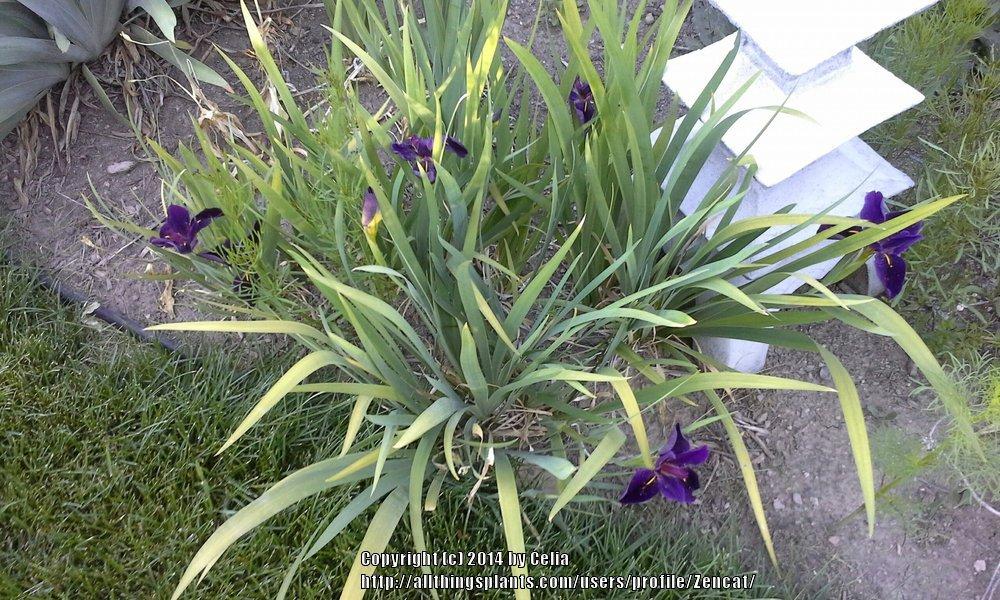 Photo of Louisiana Iris (Iris 'Black Gamecock') uploaded by Zencat