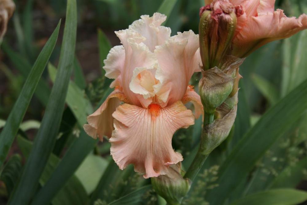 Photo of Tall Bearded Iris (Iris 'Luscious Lace') uploaded by KentPfeiffer