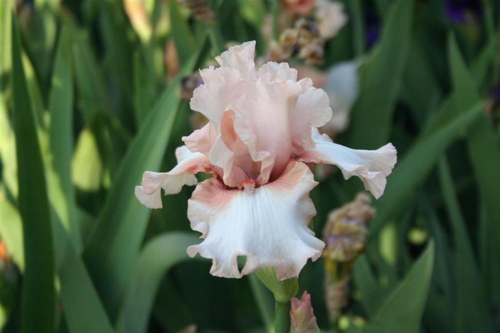 Photo of Tall Bearded Iris (Iris 'Magic Act') uploaded by KentPfeiffer