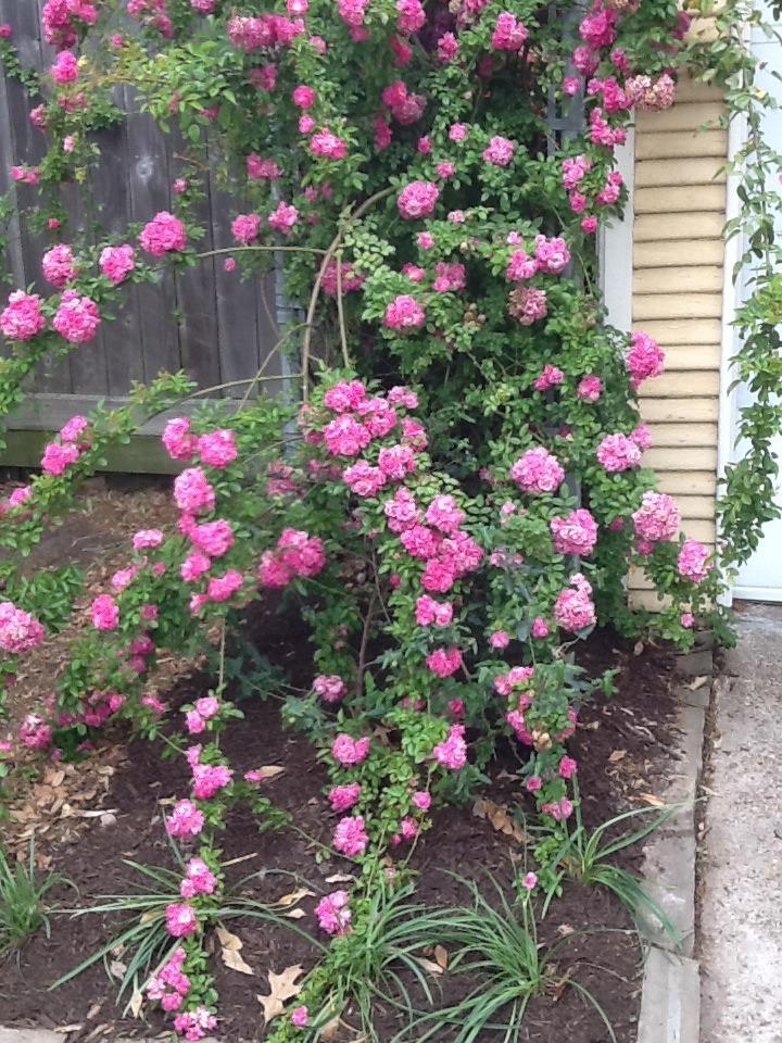 Photo of Rose (Rosa 'Peggy Martin') uploaded by LynneHTx