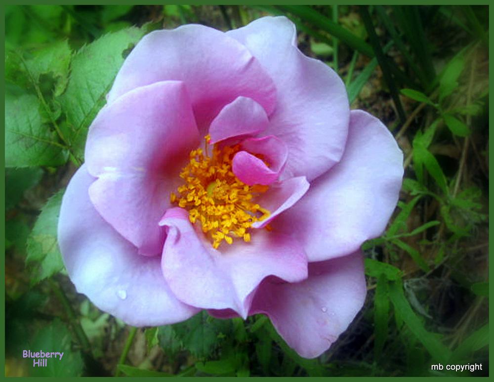Photo of Rose (Rosa 'Blueberry Hill') uploaded by MargieNY