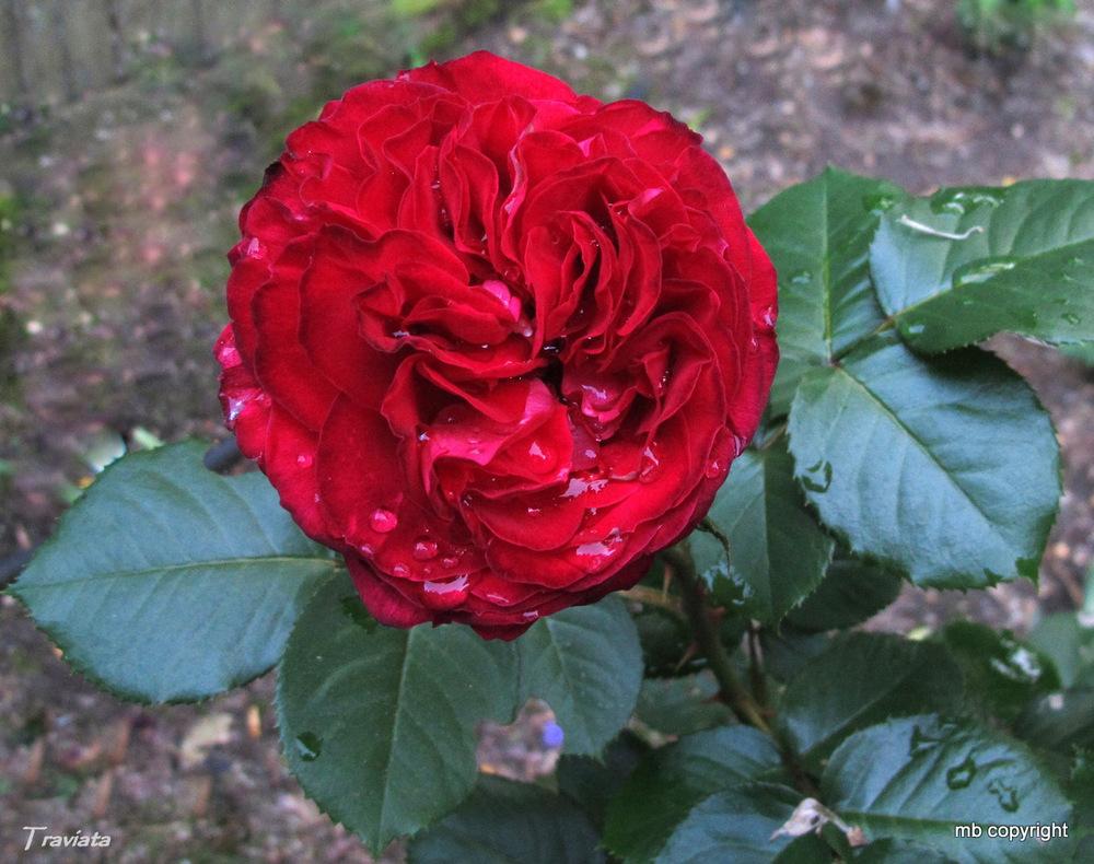 Photo of Rose (Rosa 'Traviata') uploaded by MargieNY