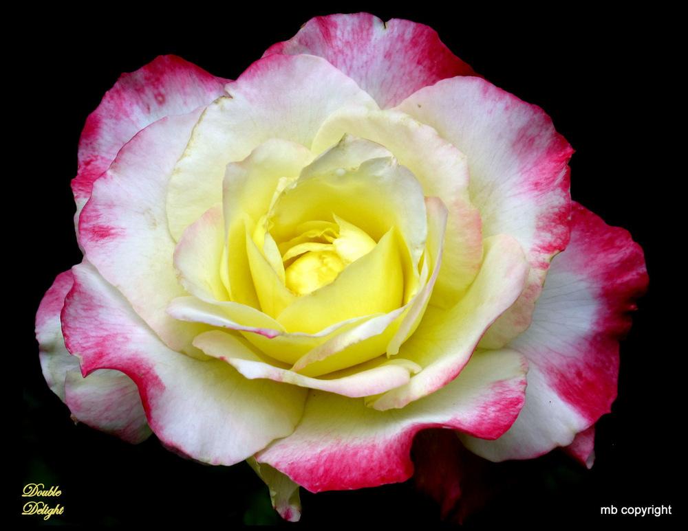Photo of Hybrid Tea Rose (Rosa 'Double Delight') uploaded by MargieNY