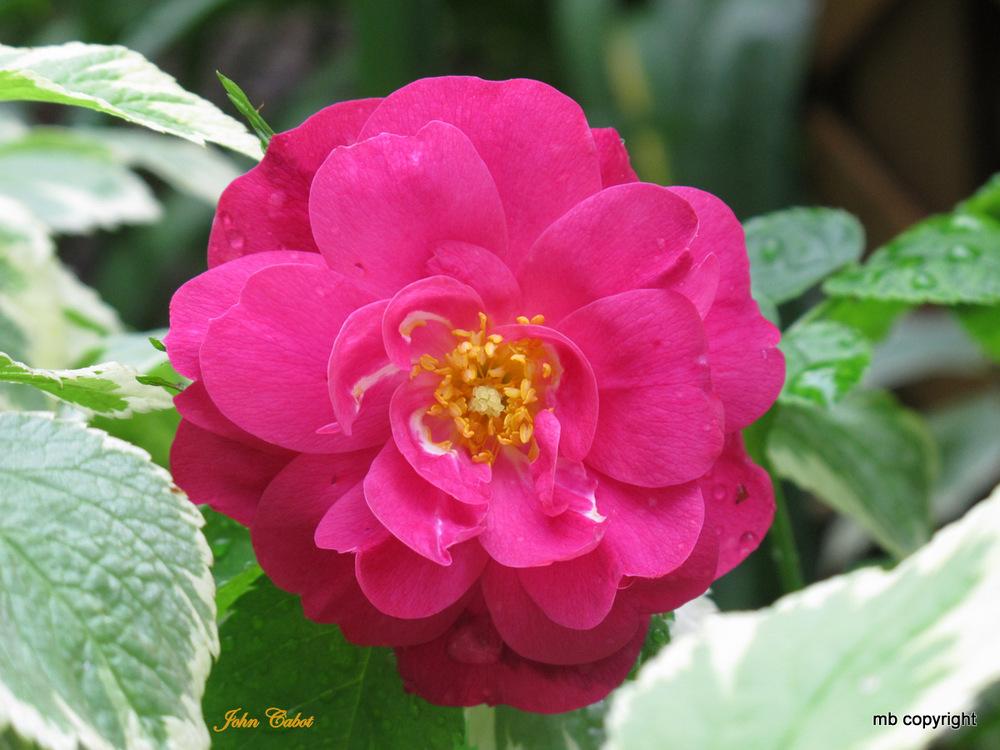 Photo of Rose (Rosa 'John Cabot') uploaded by MargieNY