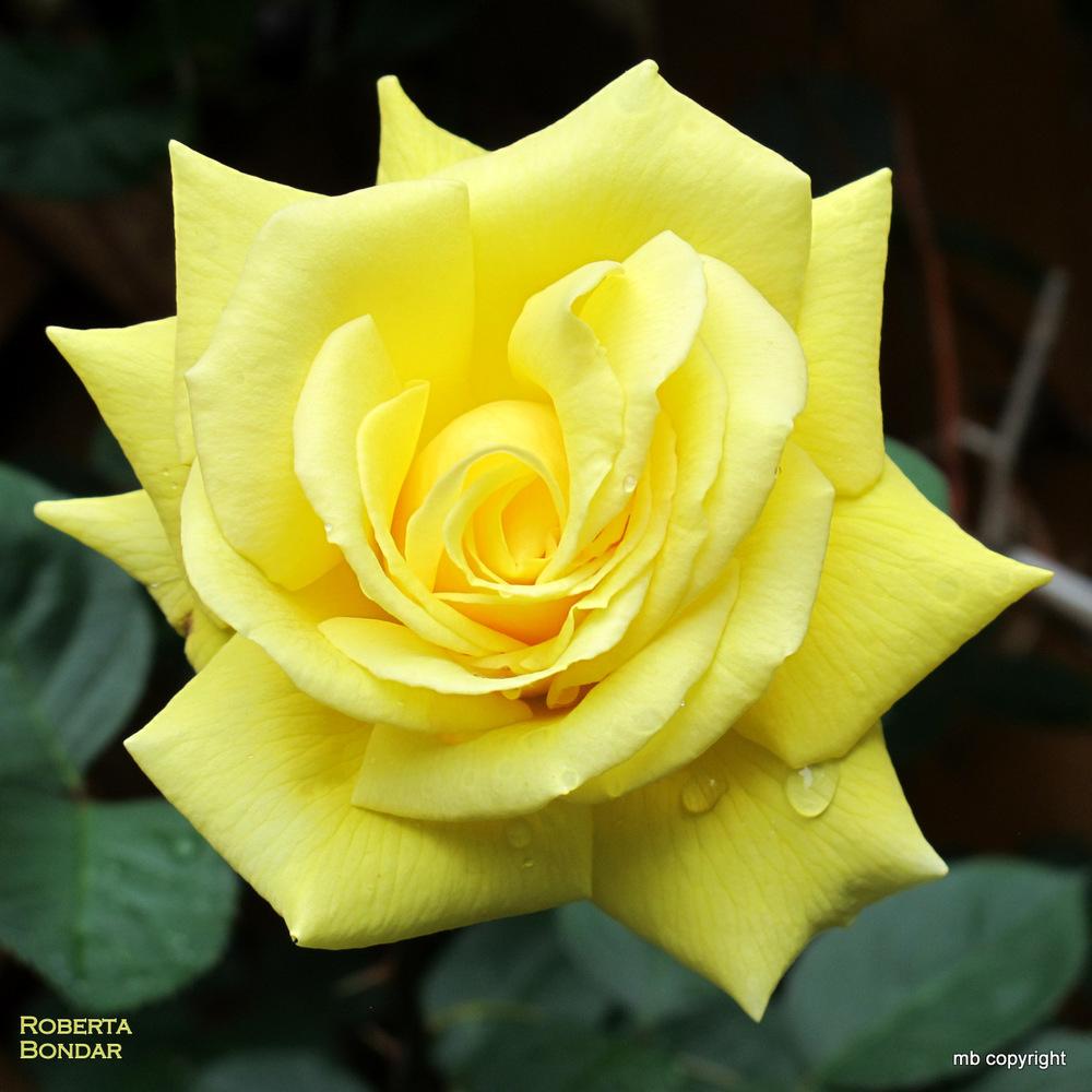 Photo of Rose (Rosa 'Roberta Bondar') uploaded by MargieNY