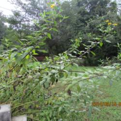 Location: Our yard in Middle Tennessee
Date: 2014-09-15
