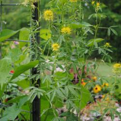 Location: My Northeastern Indiana Gardens - Zone 5b
Date: 2014-07-16
First year plant from winter sown seed.
