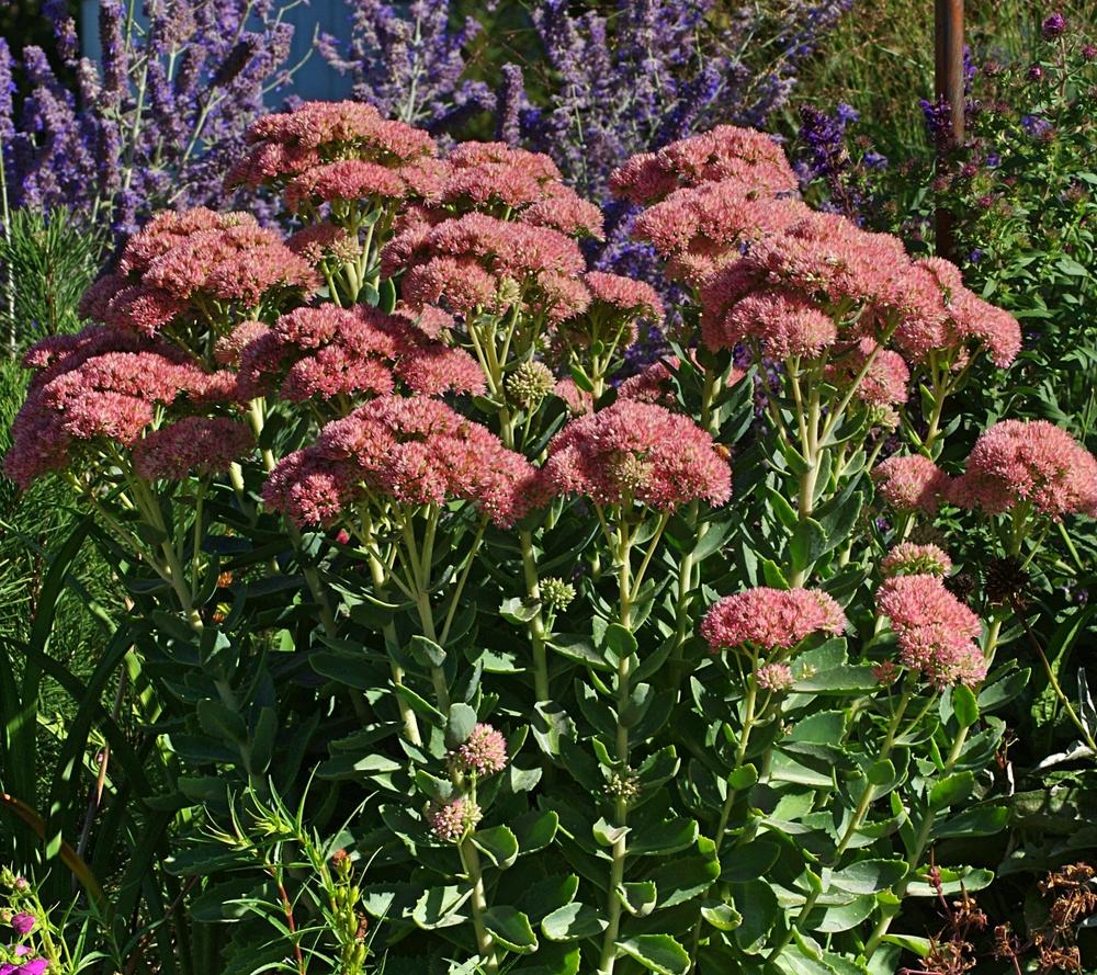 Photo of Stonecrop (Hylotelephium spectabile 'Autumn Fire') uploaded by dirtdorphins