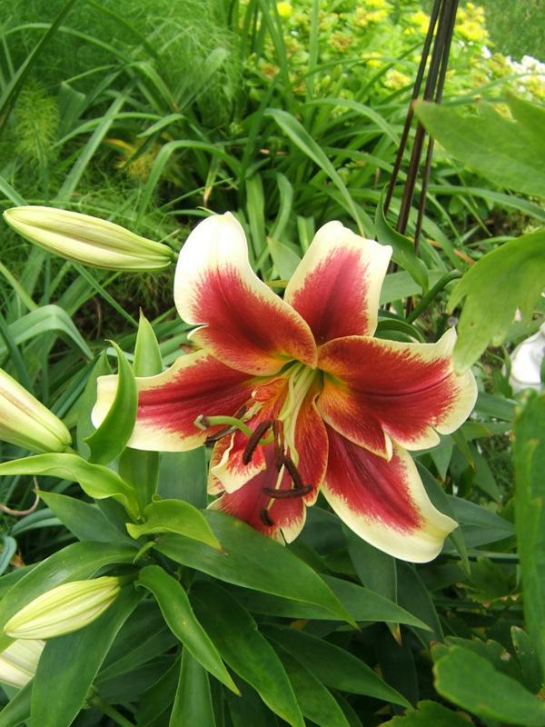 Photo of Lily (Lilium 'Holland Beauty') uploaded by pirl