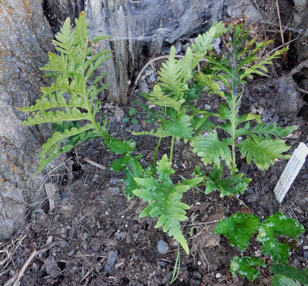 Photo of Polypodium cambricum 'Pulcherrimum Addison' uploaded by woofie