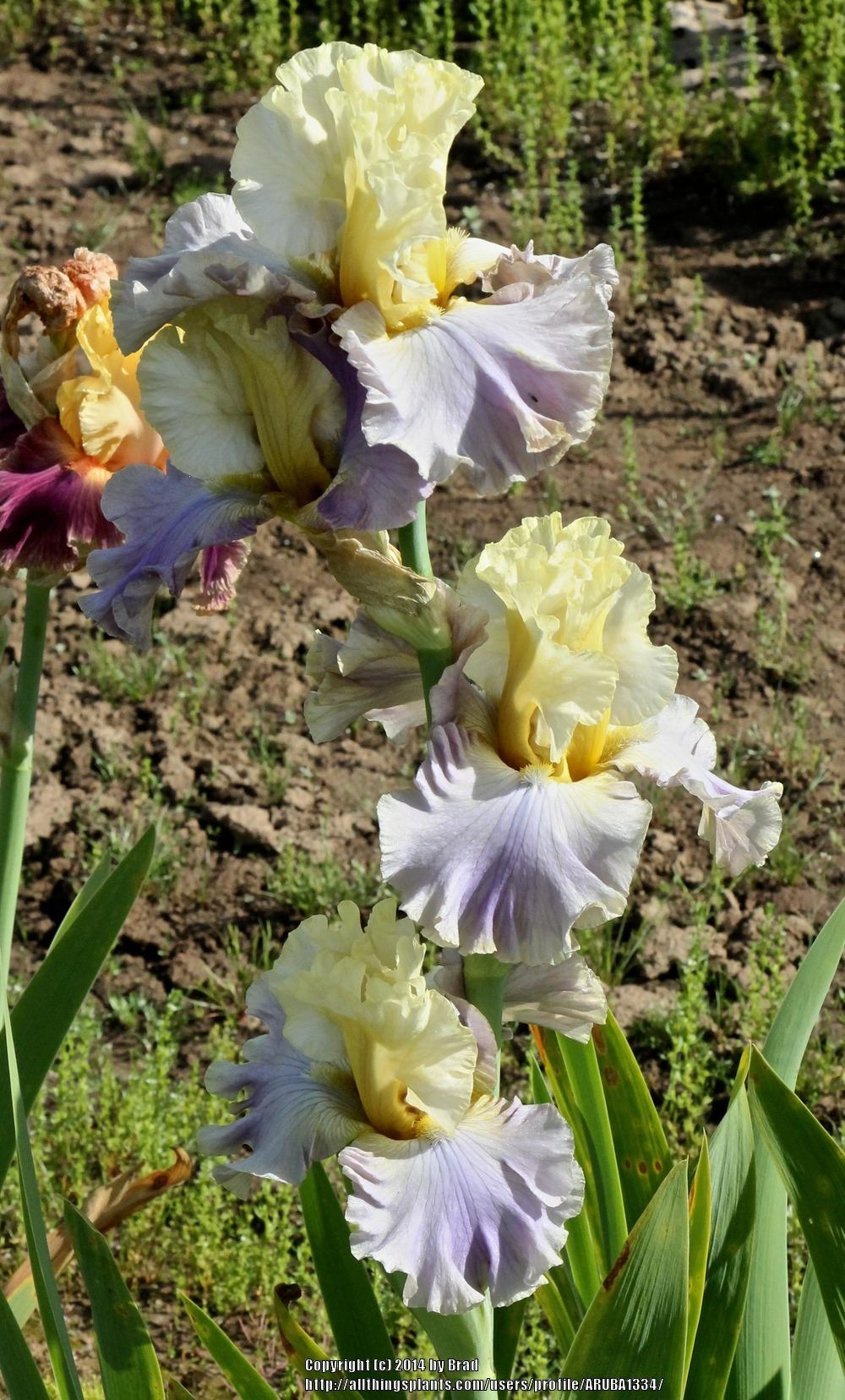 Photo of Tall Bearded Iris (Iris 'Sunday Concert') uploaded by ARUBA1334