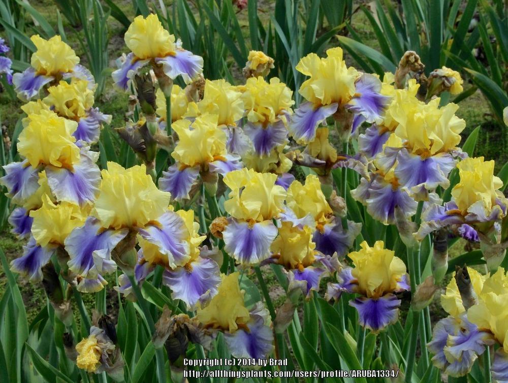 Photo of Tall Bearded Iris (Iris 'Gambling Man') uploaded by ARUBA1334