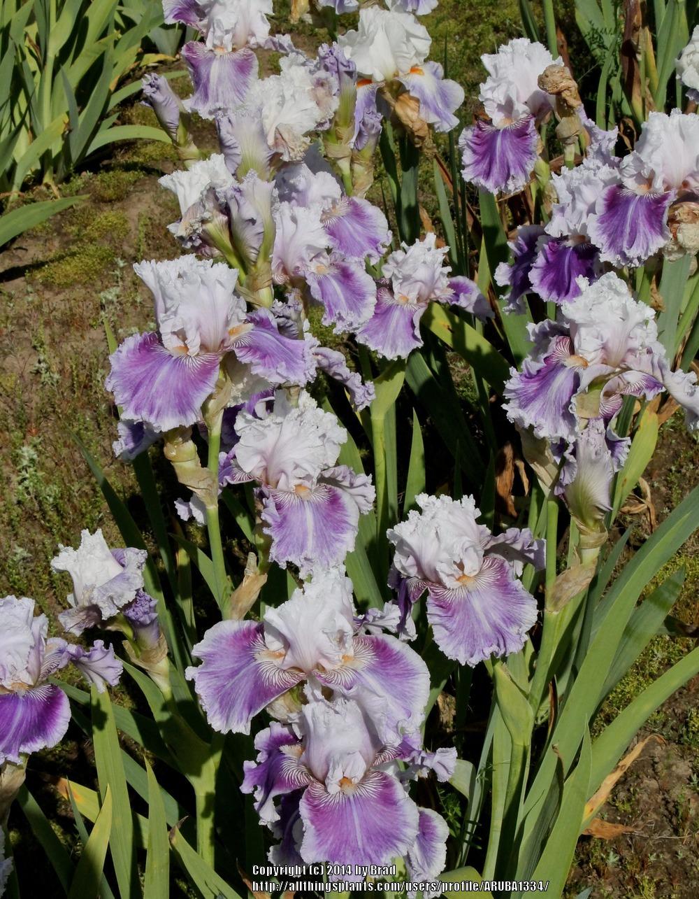 Photo of Tall Bearded Iris (Iris 'Frill of It All') uploaded by ARUBA1334