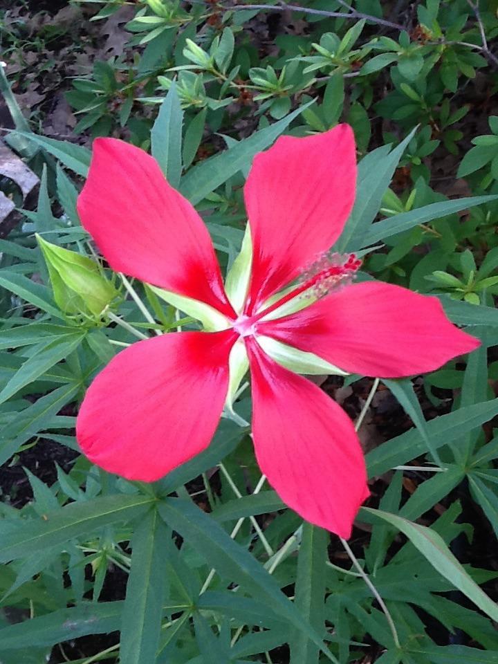 Photo of Texas Star (Hibiscus coccineus) uploaded by LynneHTx