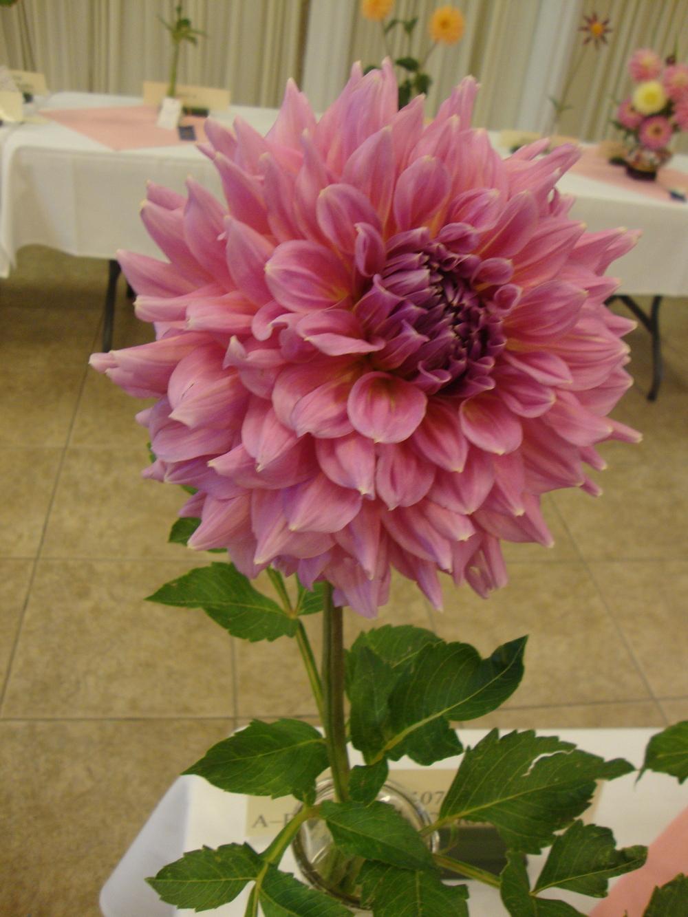 Photo of Dahlia 'Kidd's Climax' uploaded by Paul2032