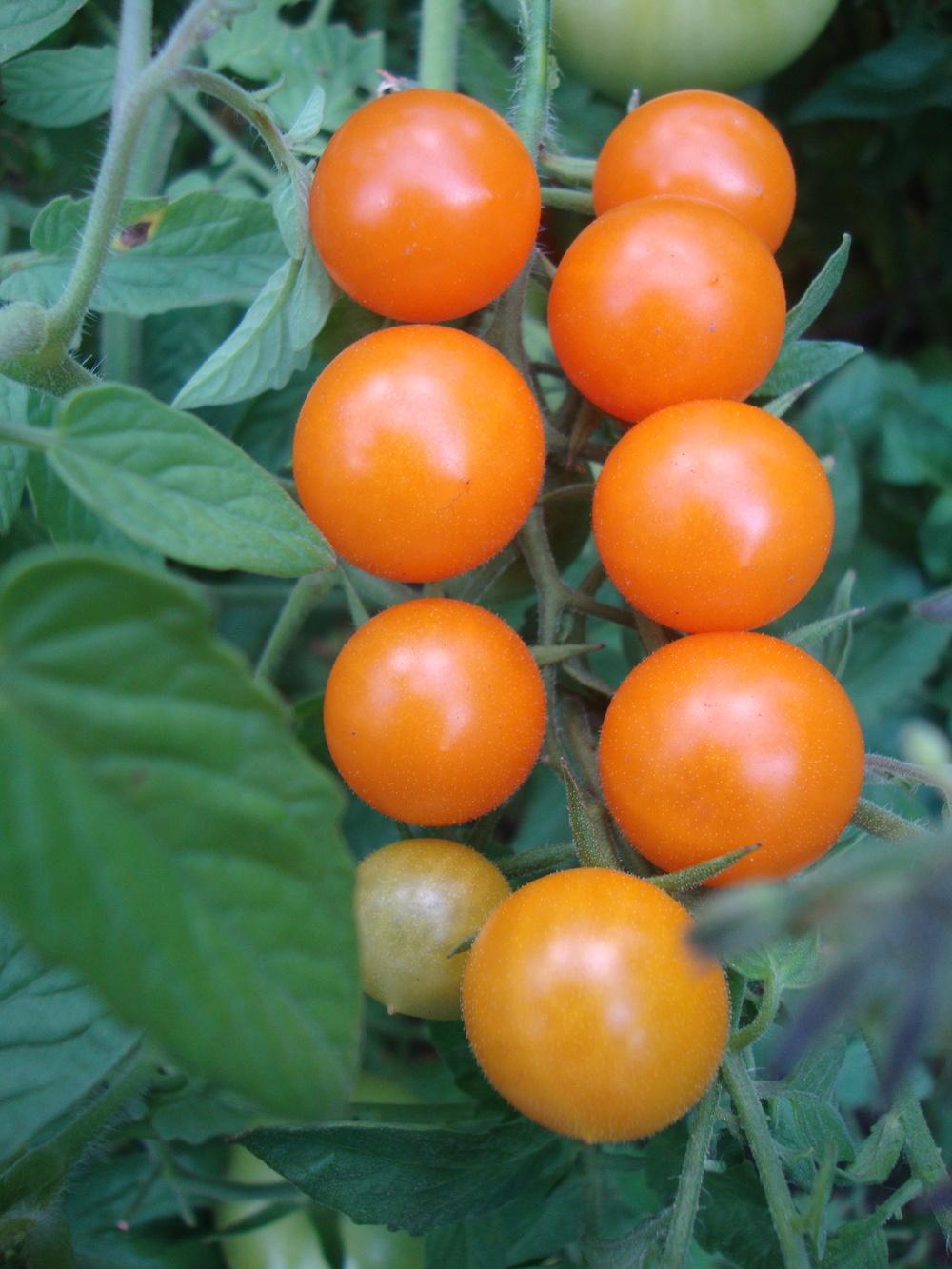 Photo of Tomato (Solanum lycopersicum 'SunSugar F1') uploaded by Paul2032