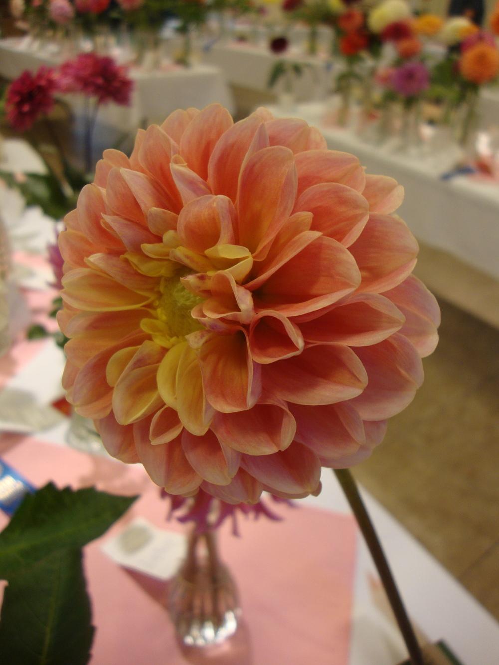 Photo of Dahlia 'French Doll' uploaded by Paul2032